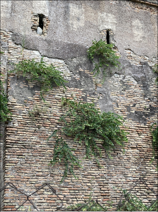 Detection automatica di vegetazione (capperi) sulle Mura Aureliane. Immagini acquisite da UAV (2)